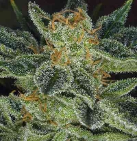 Skunk XXX > T.H. Seeds